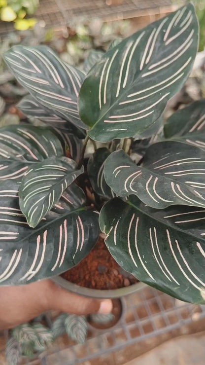 Calathea Pinstick