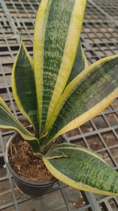 Snake plant desi