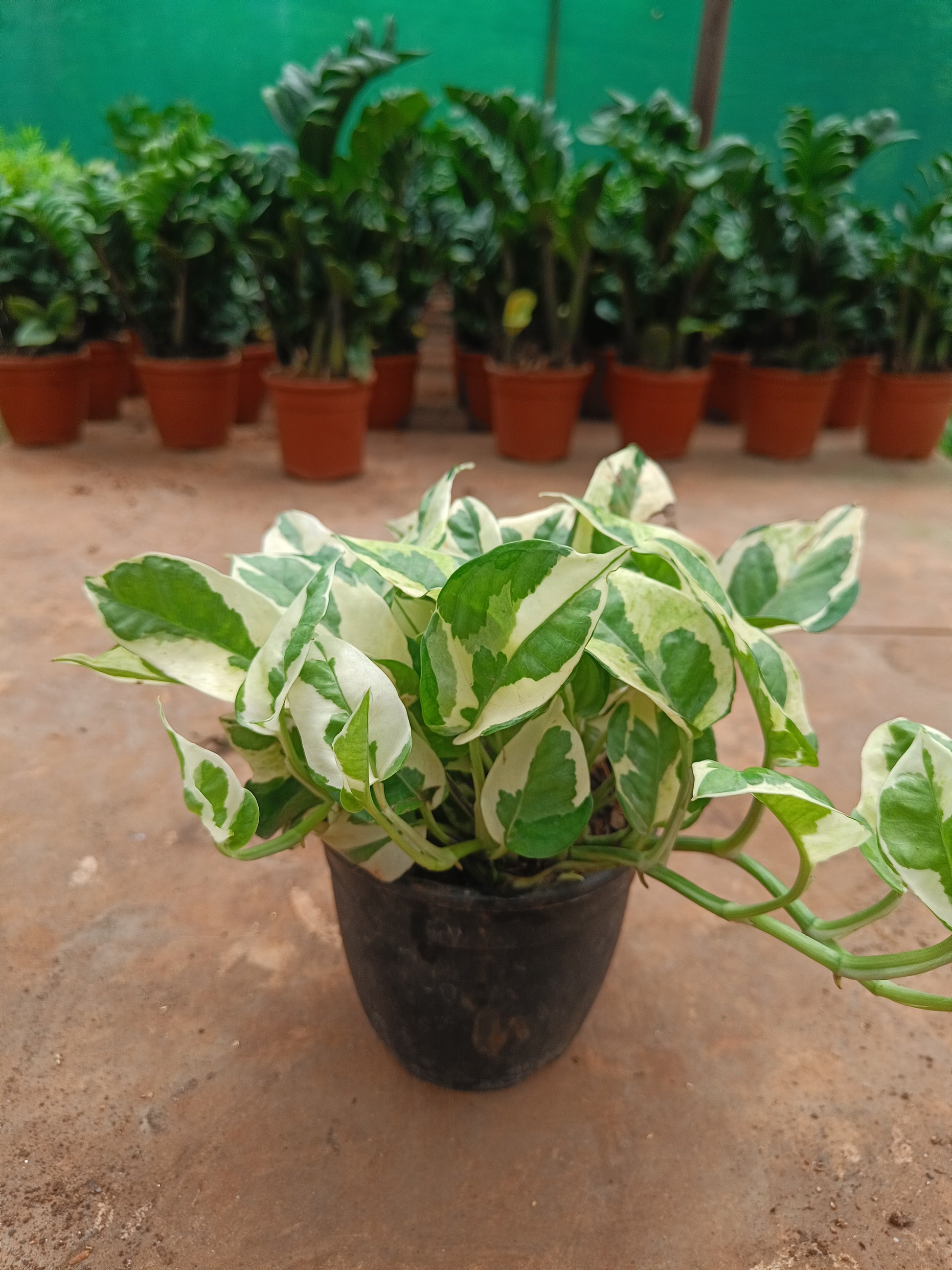 MoneyPlant- Variegated