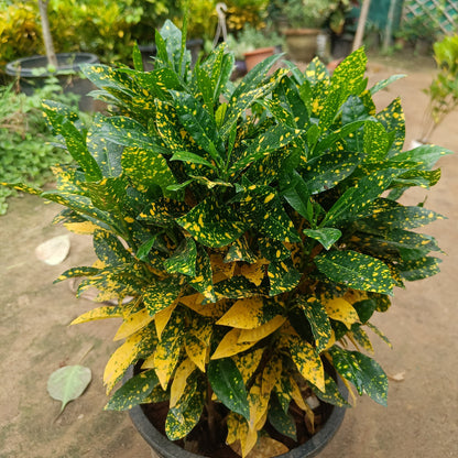 Croton baby