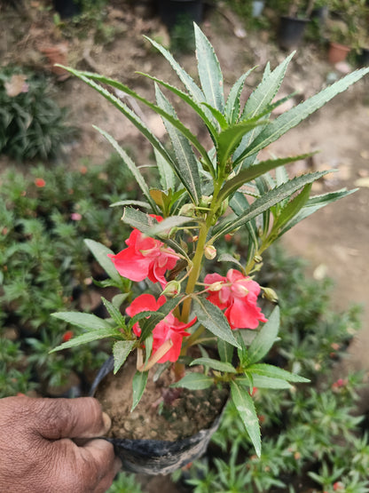 Rose Balsam- Set of 2 (Only for Delhi NCR)