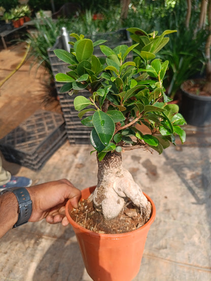 Retusa bonsai 750gm