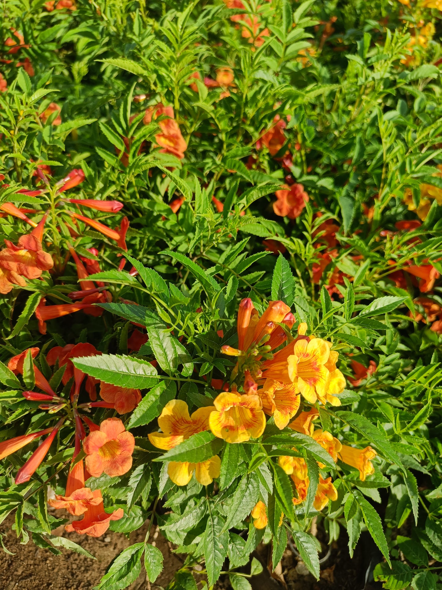 Tecoma Yellow (Only for Delhi NCR)