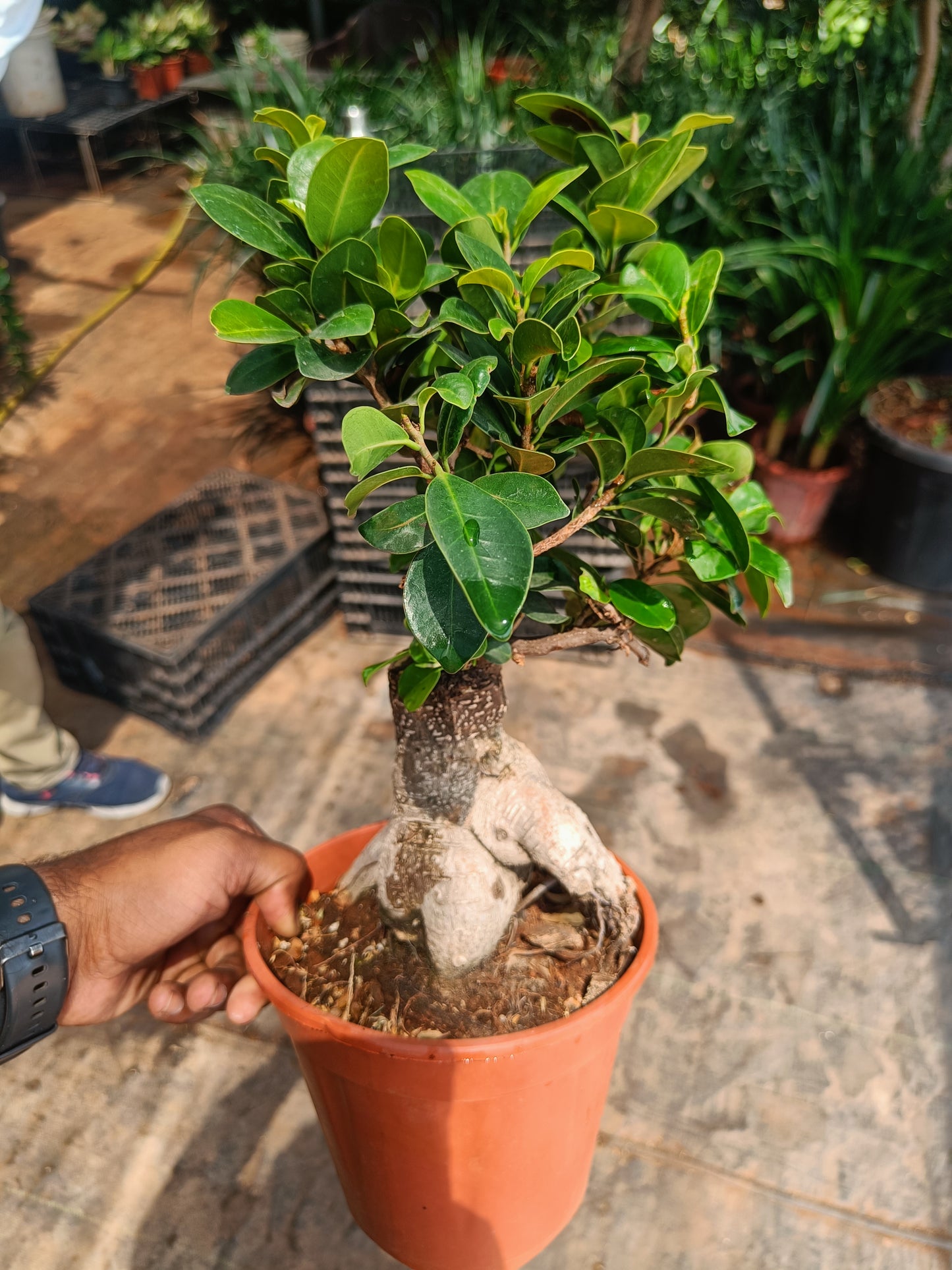 Retusa bonsai 750gm
