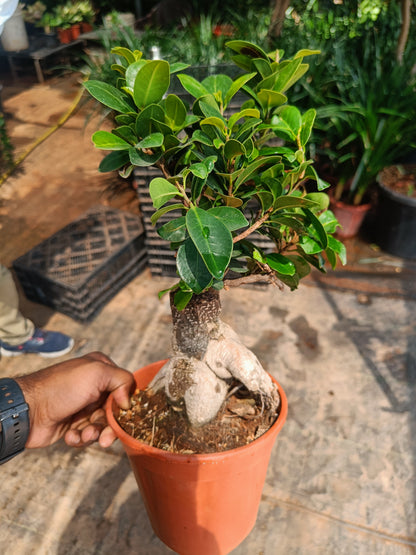 Retusa bonsai 750gm