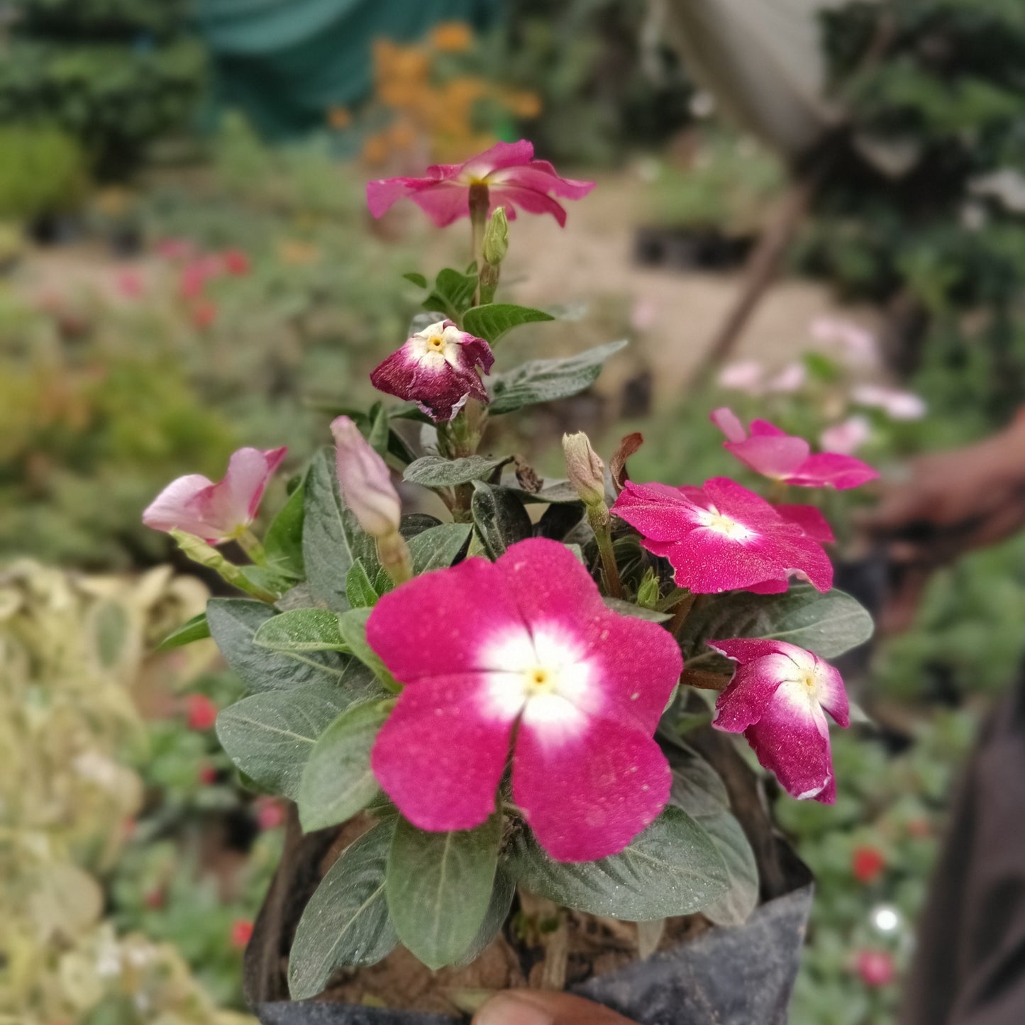 Vinca - set of 3 (Only for Delhi NCR)