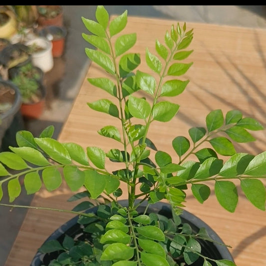 करी पत्ता