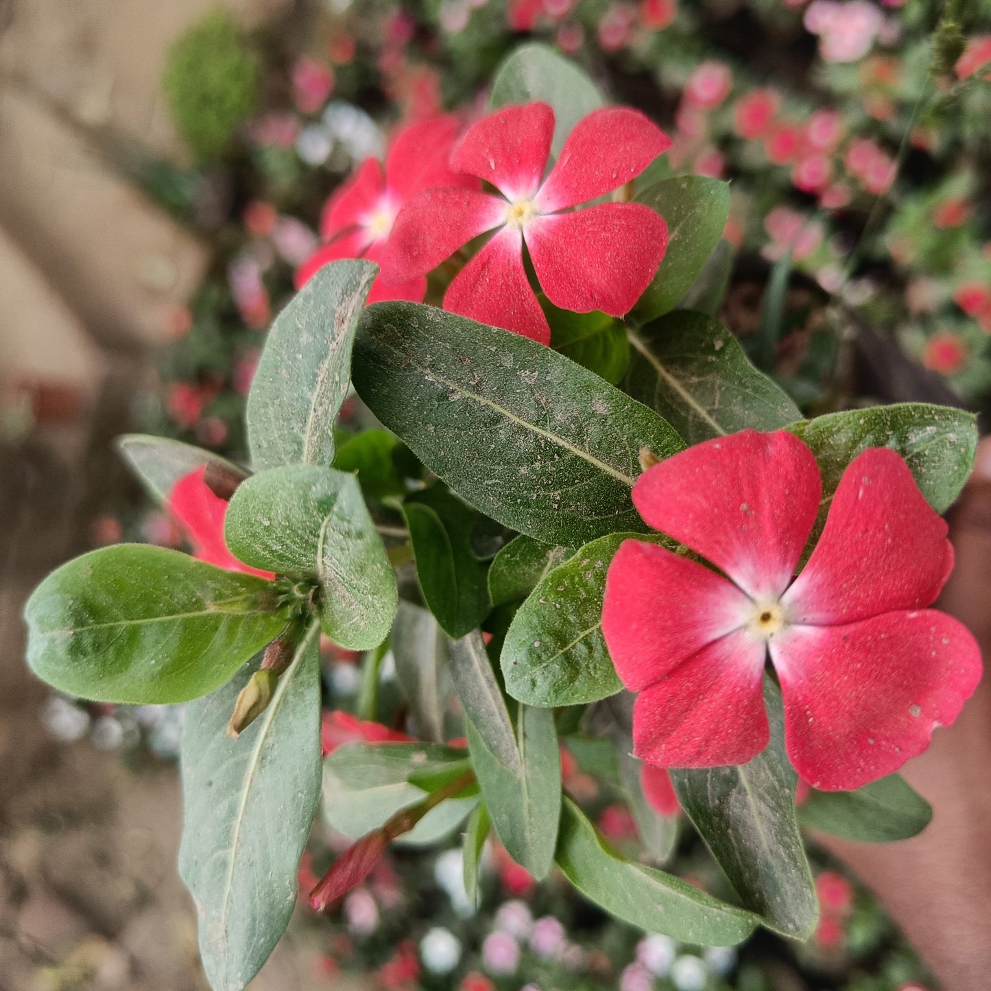 Vinca - set of 3 (Only for Delhi NCR)