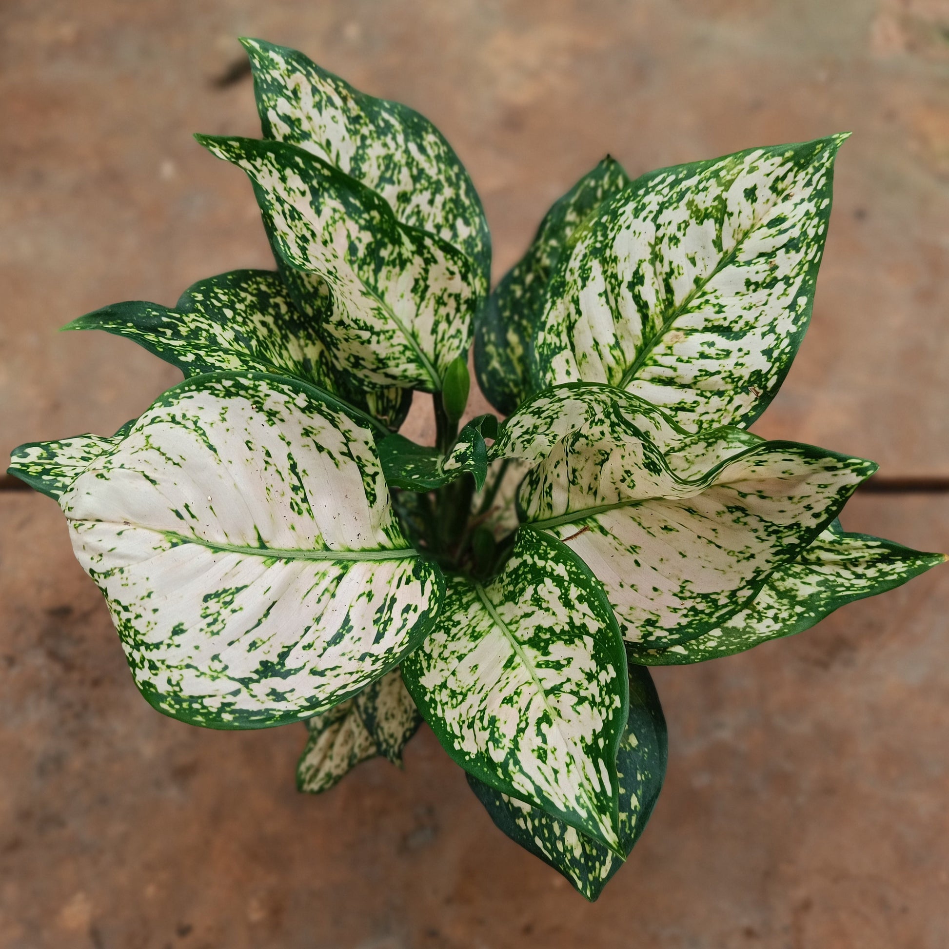 Aglaonema white lipstick