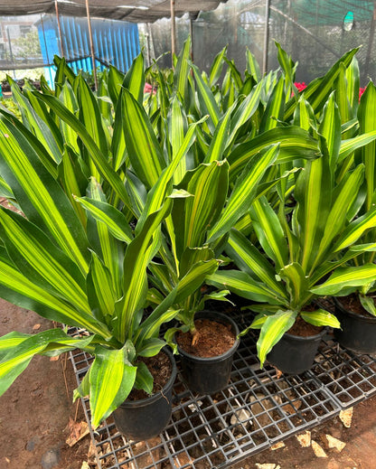 Dracaena Giganta- Delhi NCR only