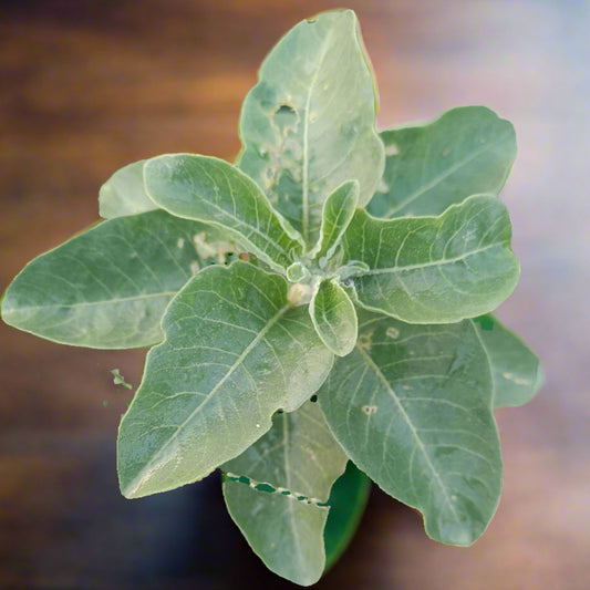 Ashwagandha Plant