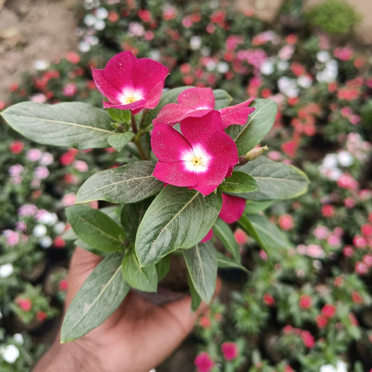 Vinca - set of 3 (Only for Delhi NCR)