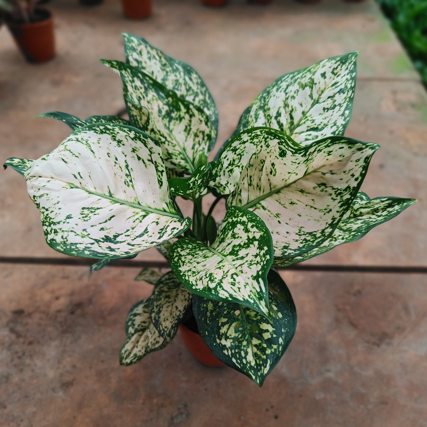 Aglaonema white lipstick