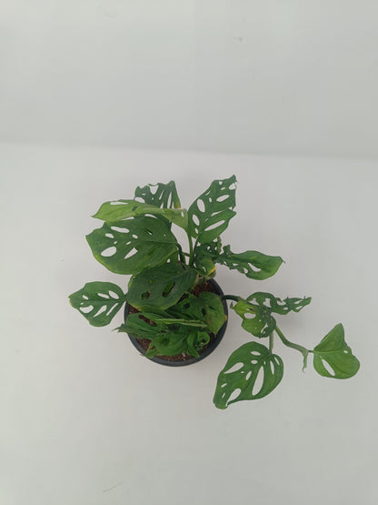 Monstera Adansonii in Black Nursery Pot