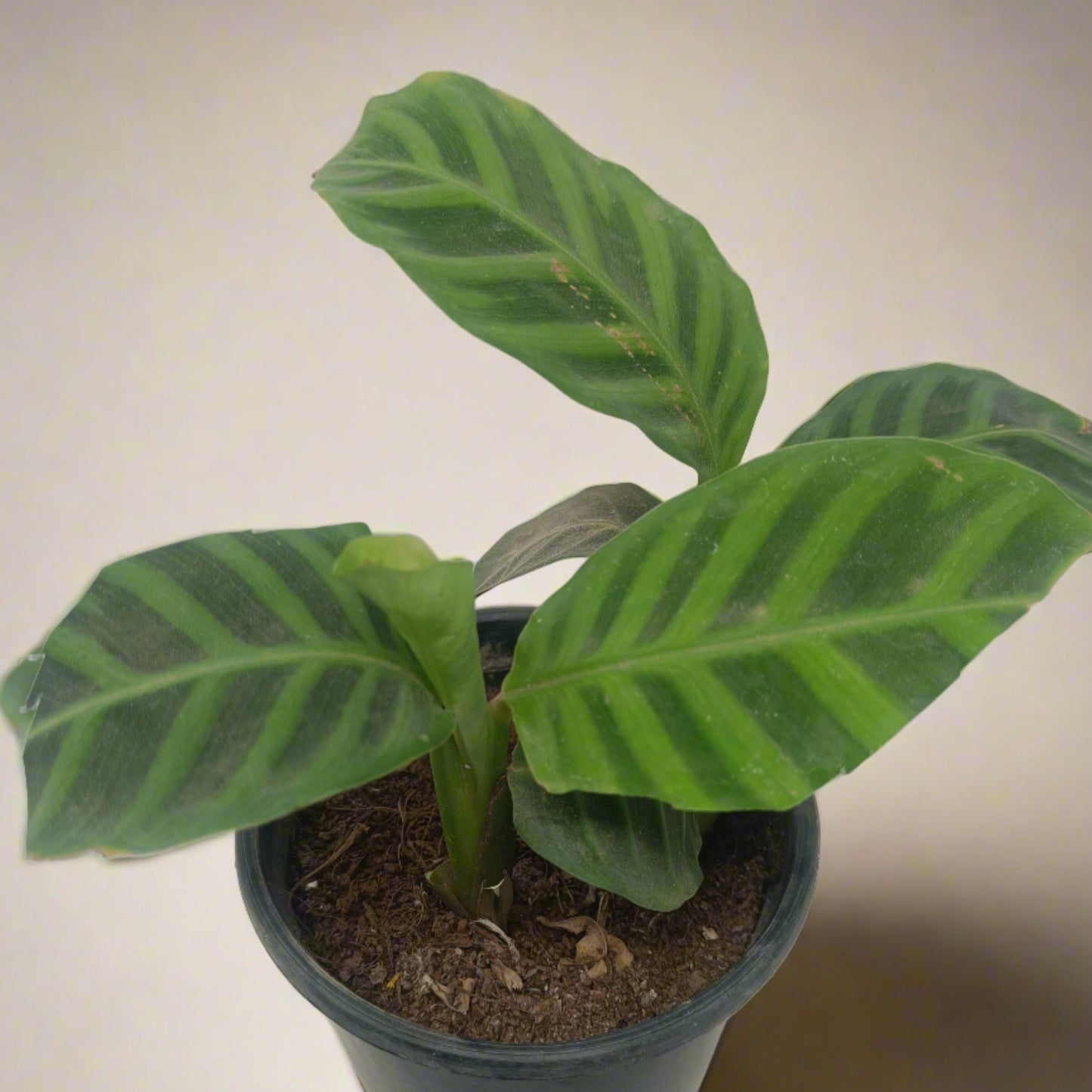 Calathea zebrina