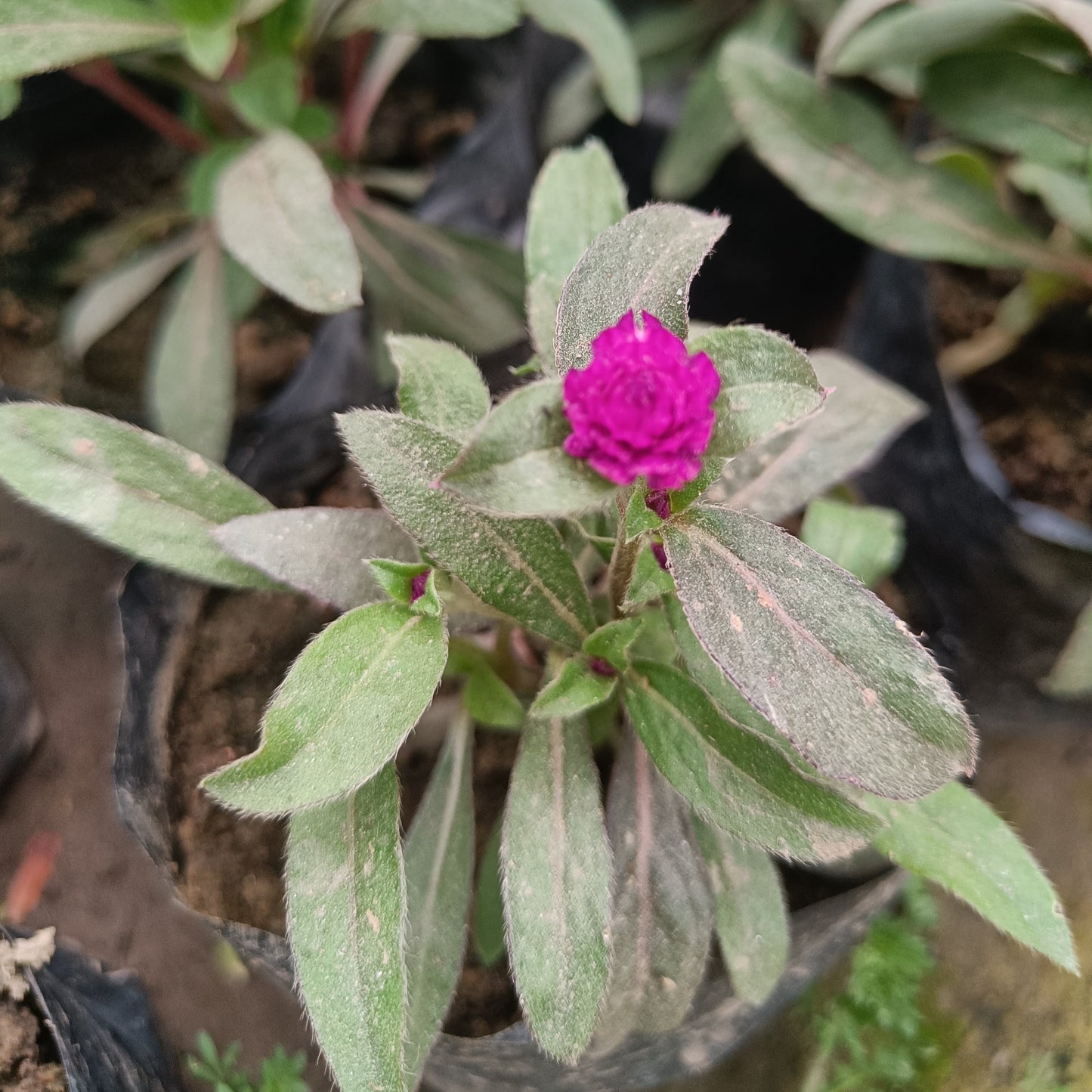 Gomphrena (set of 2)- Only for Delhi NCR