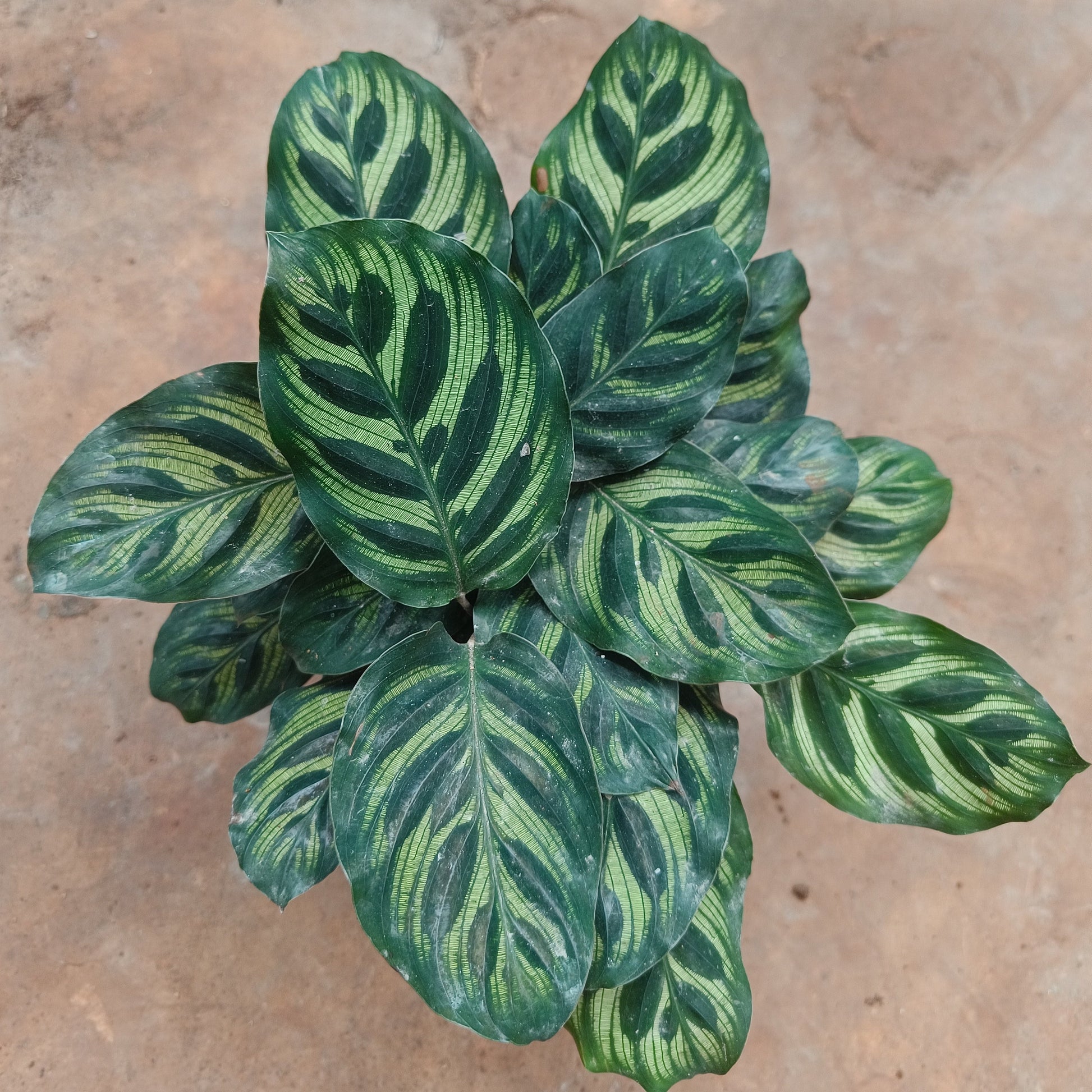 Calathea Makoyana