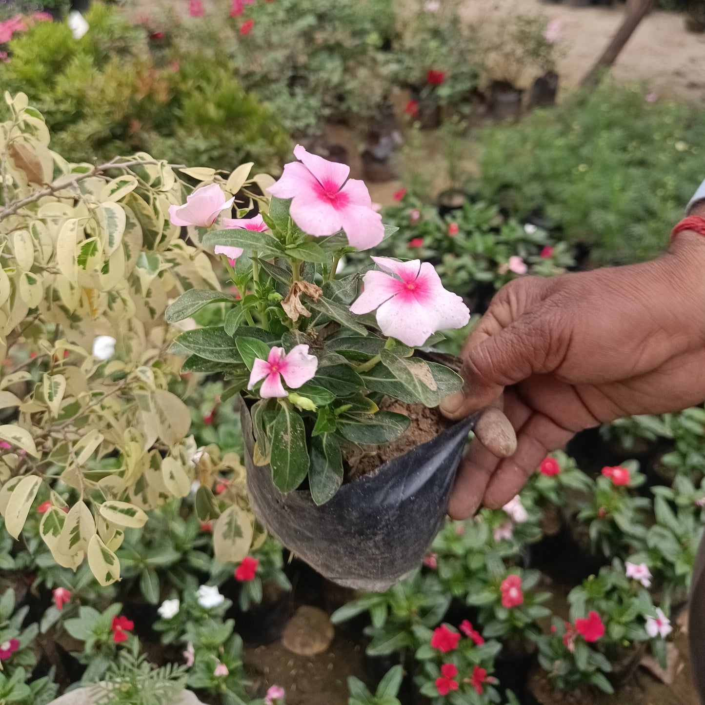 Vinca - set of 3 (Only for Delhi NCR)