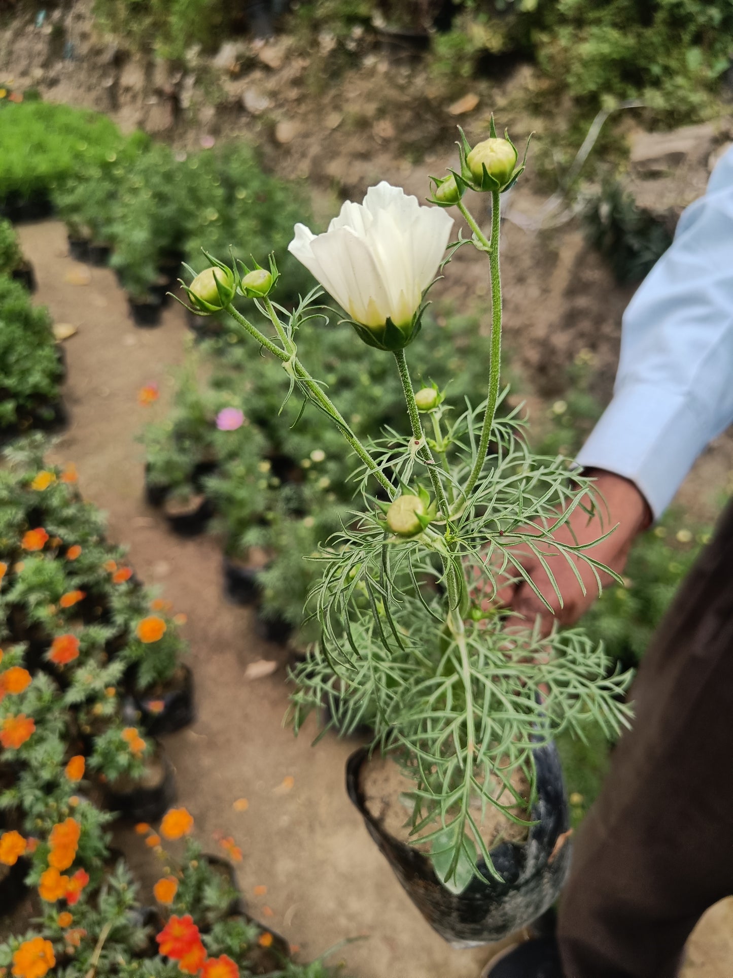 Garden cosmos- Set of 2 (Only for Delhi NCR)