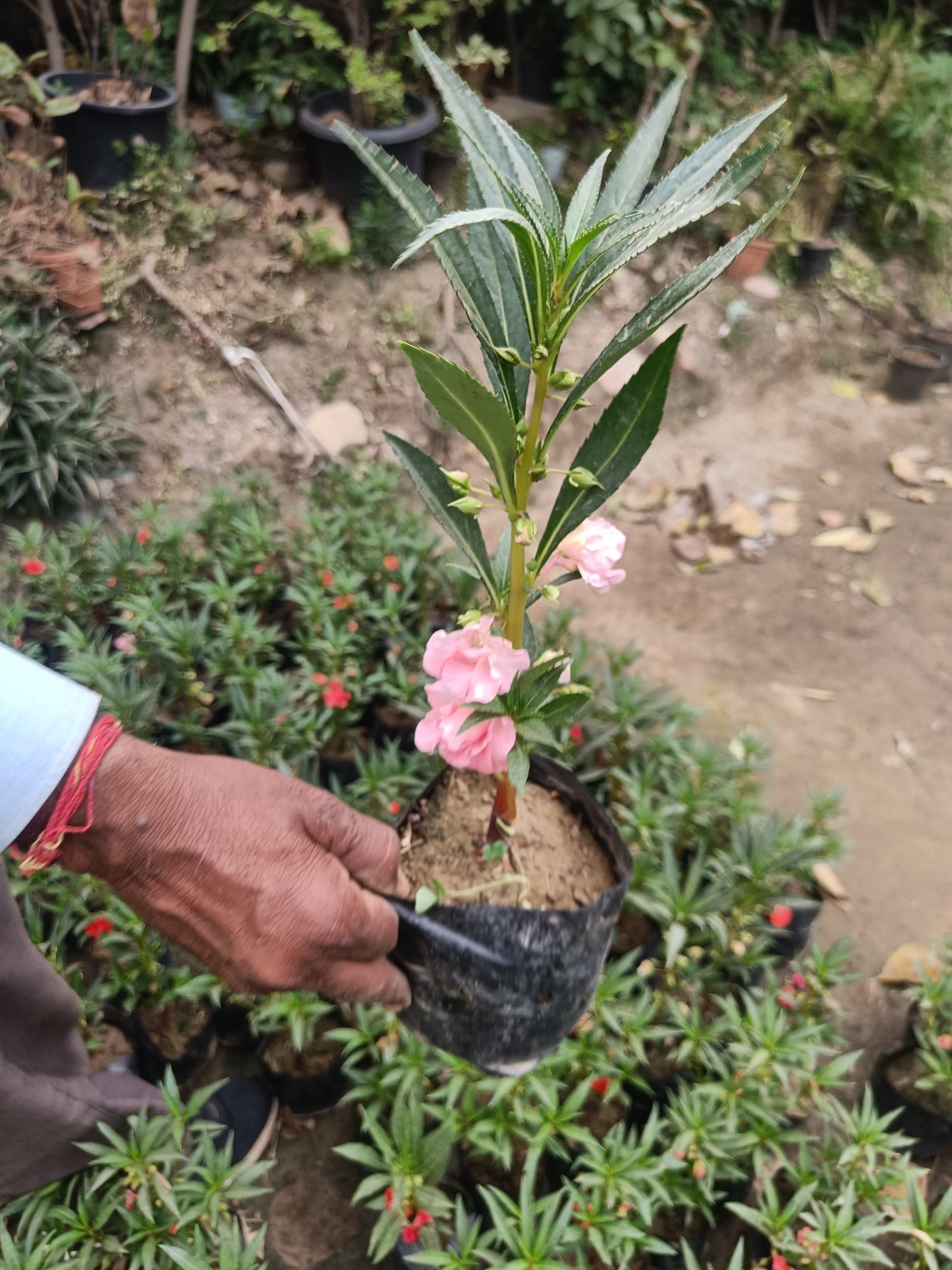 Rose Balsam- Set of 2 (Only for Delhi NCR)