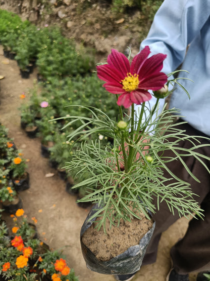 Garden cosmos- Set of 2 (Only for Delhi NCR)