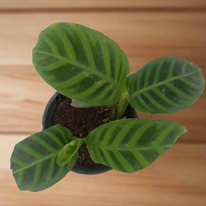 Calathea zebrina