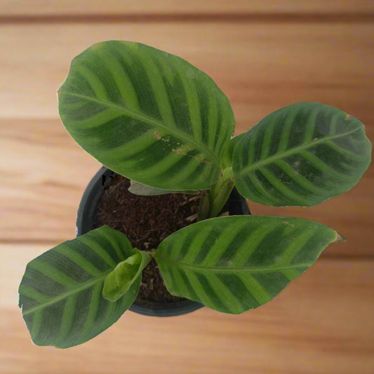 Calathea zebrina