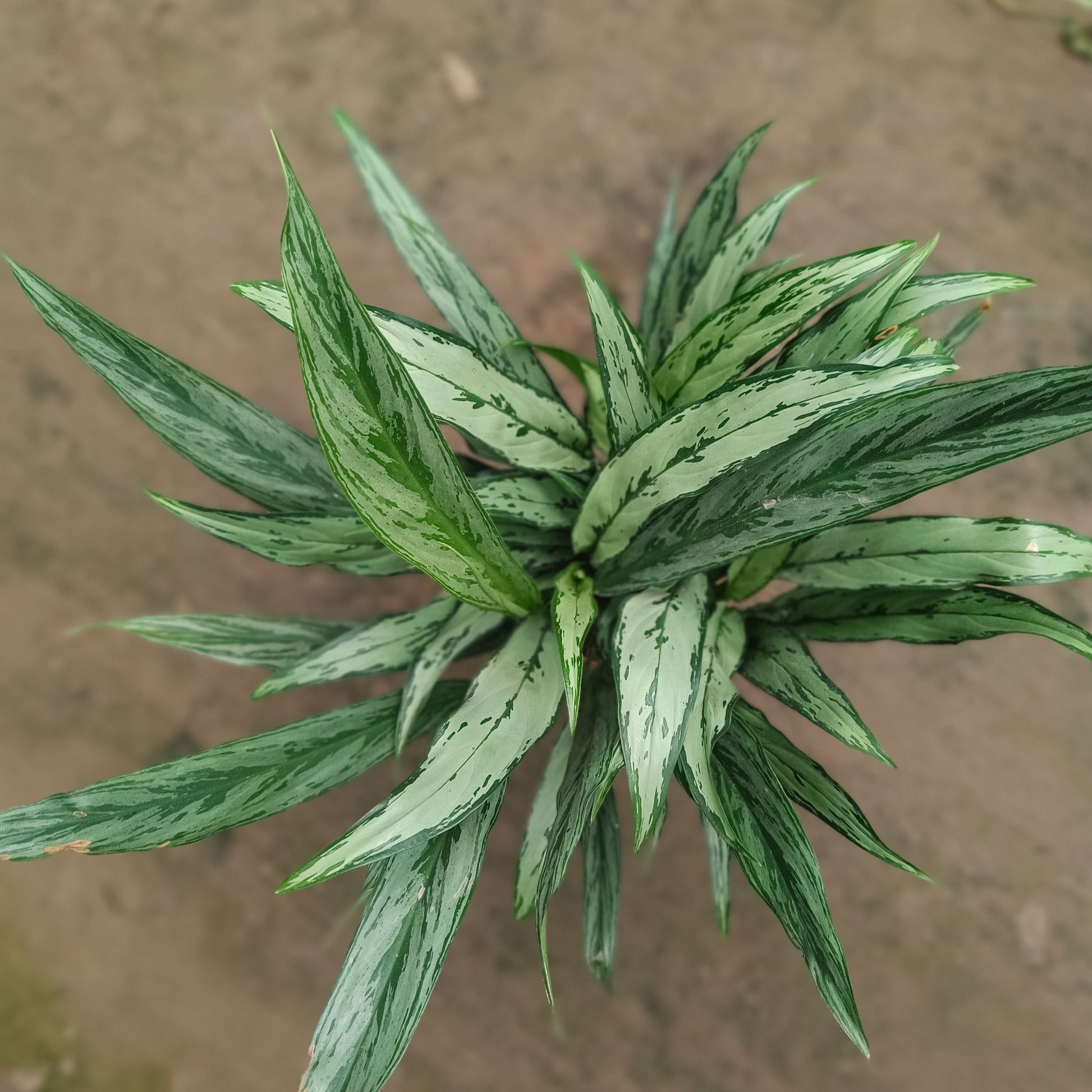 Aglaonema Chinese Evergreen thin