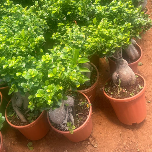 Bonsai- ficus microcarpa