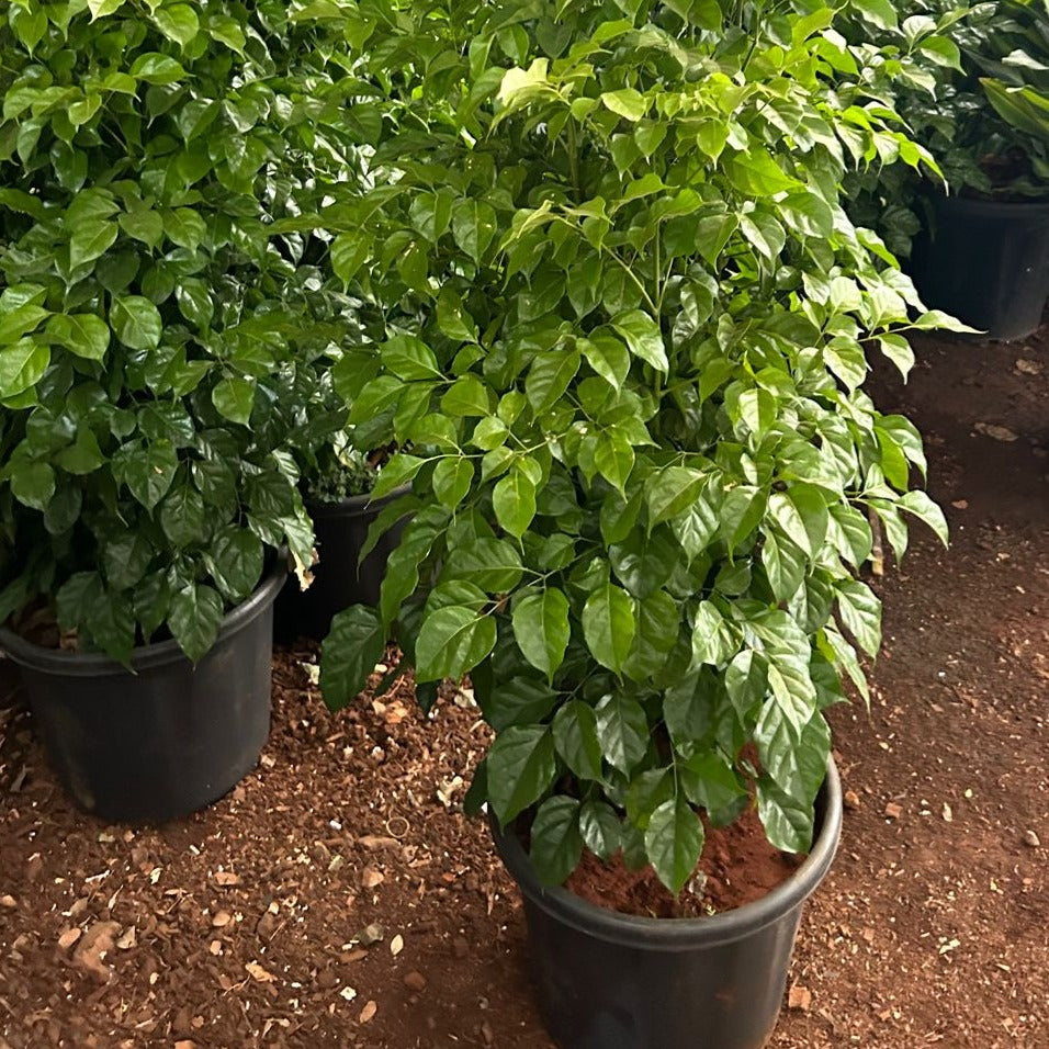 चीन गुड़िया