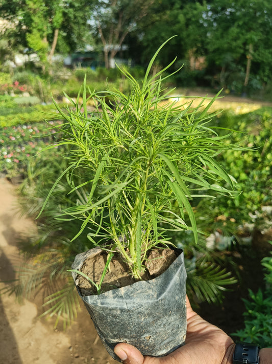 Kochia set of 2 (Only for Delhi NCR)