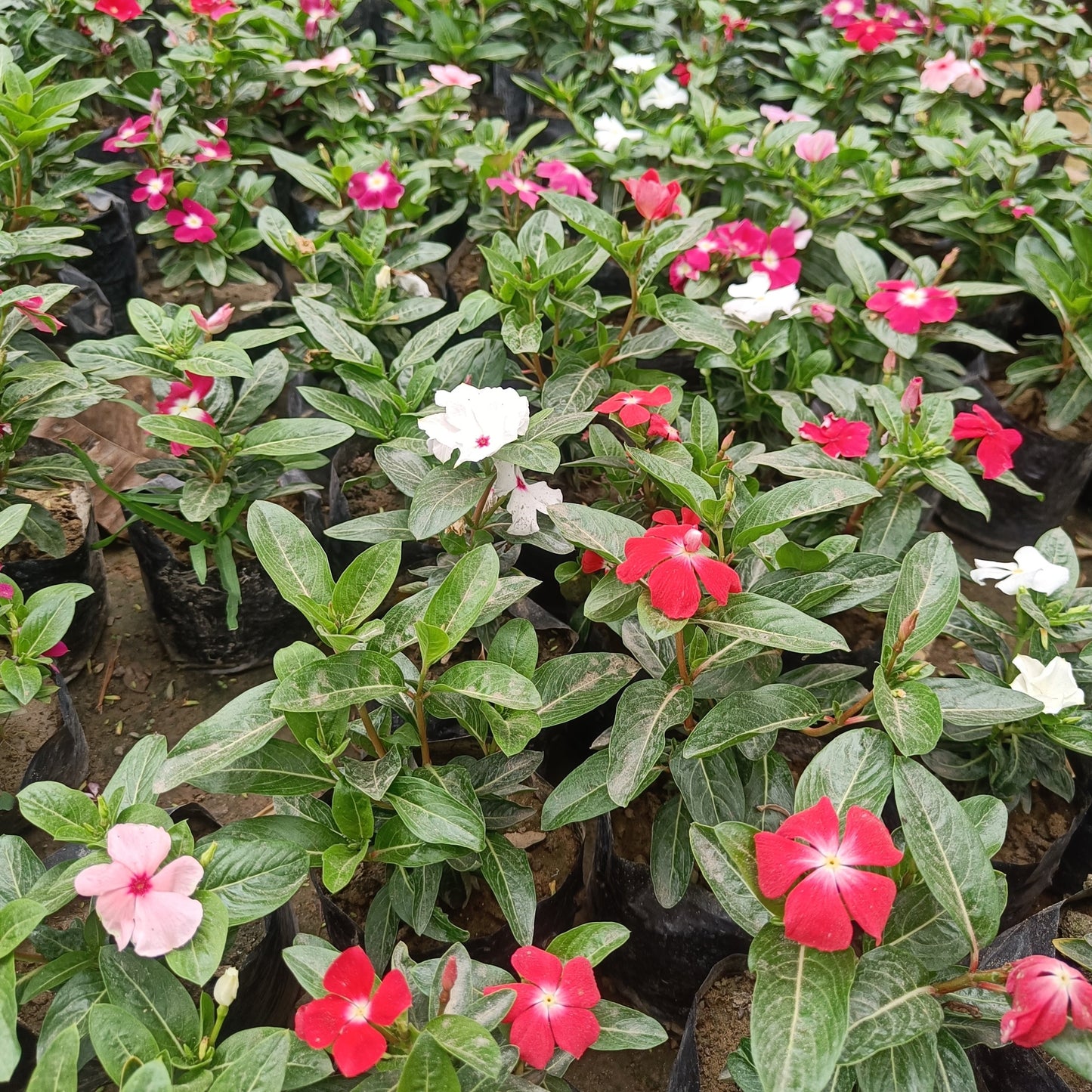 Vinca - set of 3 (Only for Delhi NCR)