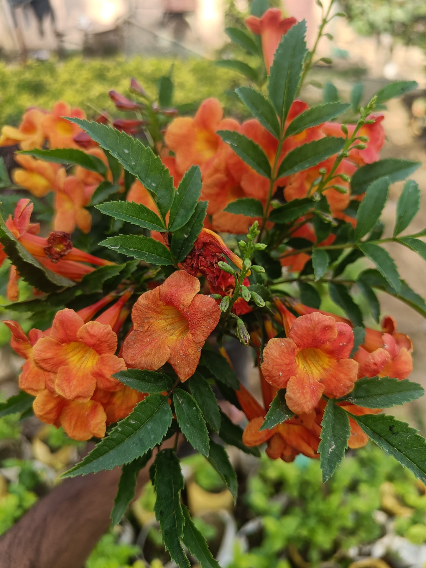 Tecoma orange (Only for Delhi NCR)