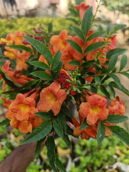 Tecoma orange (Only for Delhi NCR)