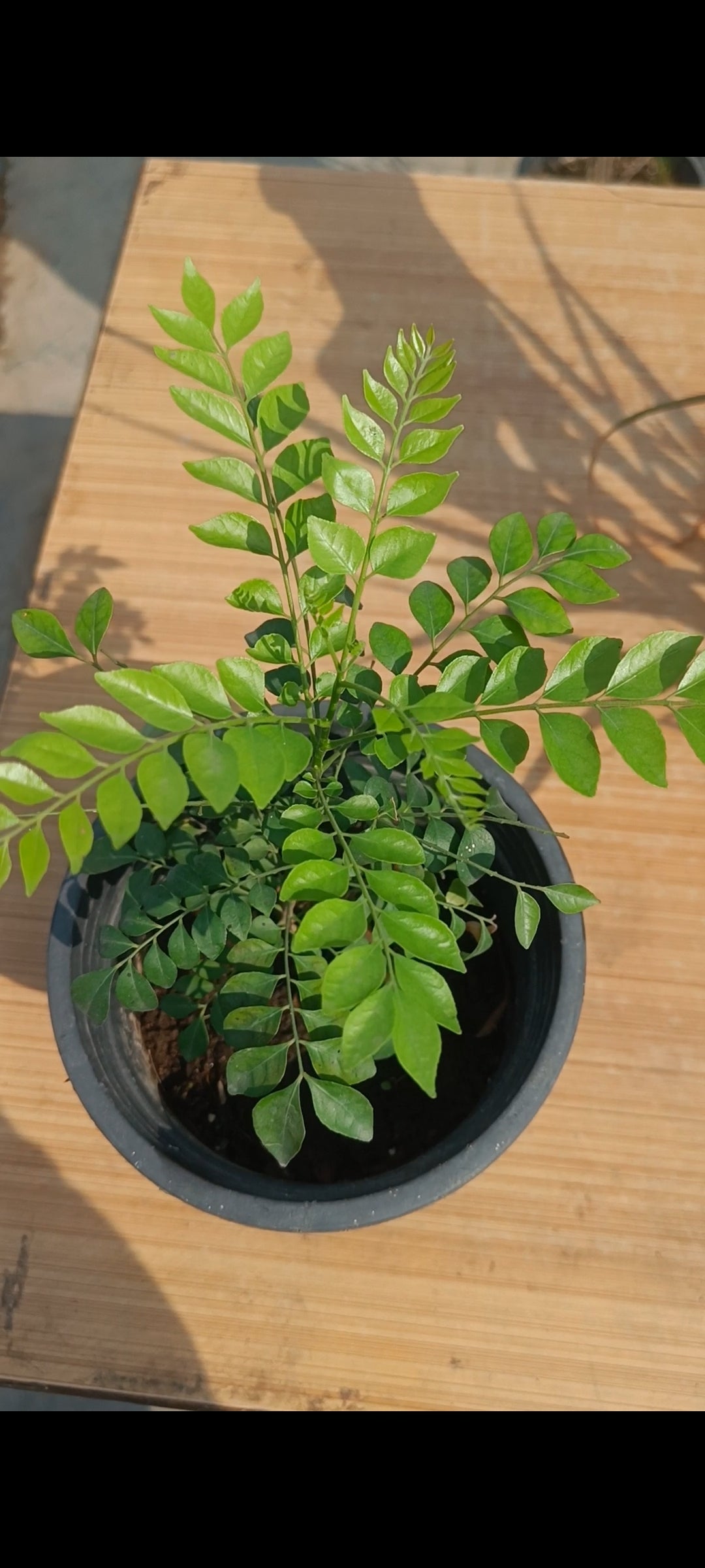 करी पत्ता