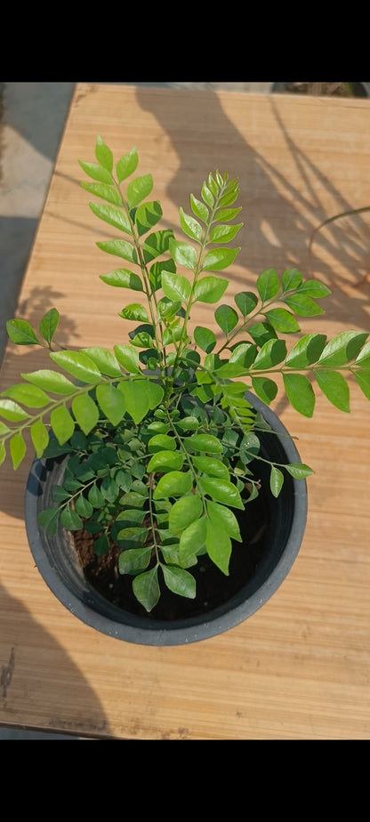 करी पत्ता