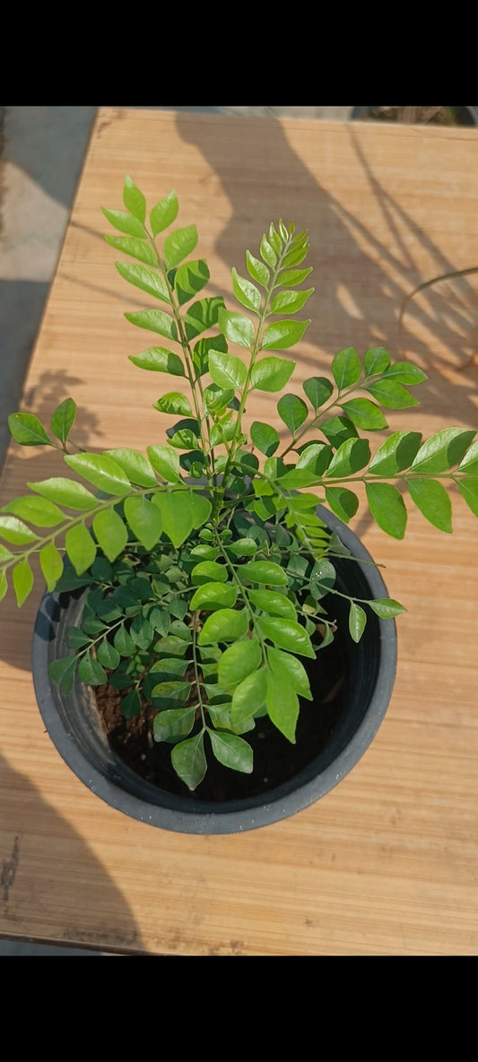 करी पत्ता