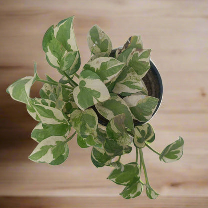 MoneyPlant- Variegated