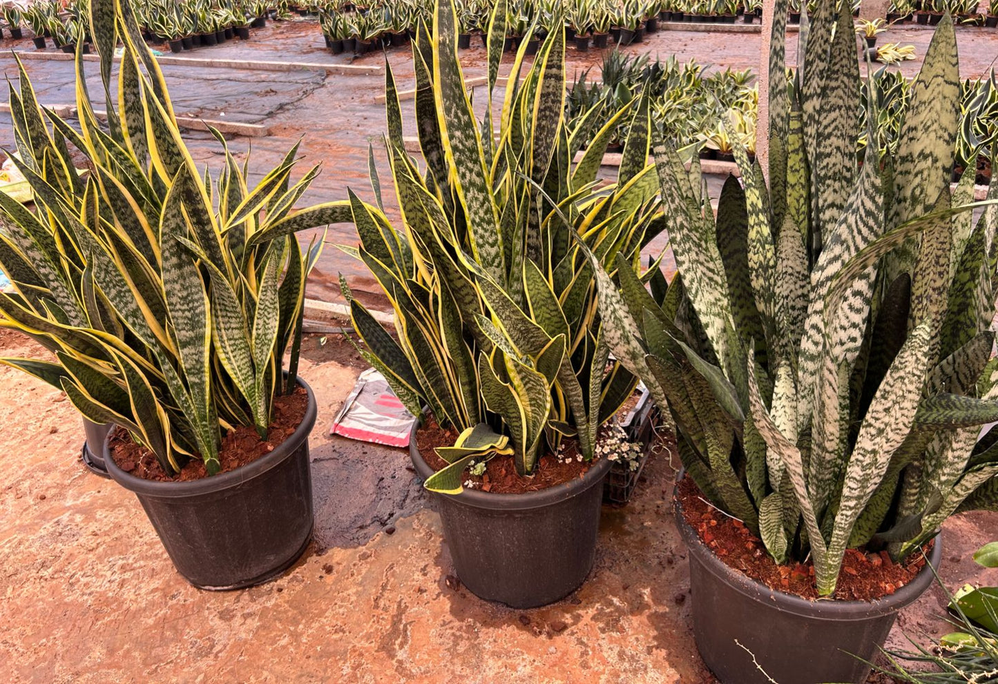 ड्रेकेना ट्राइफसिआटा