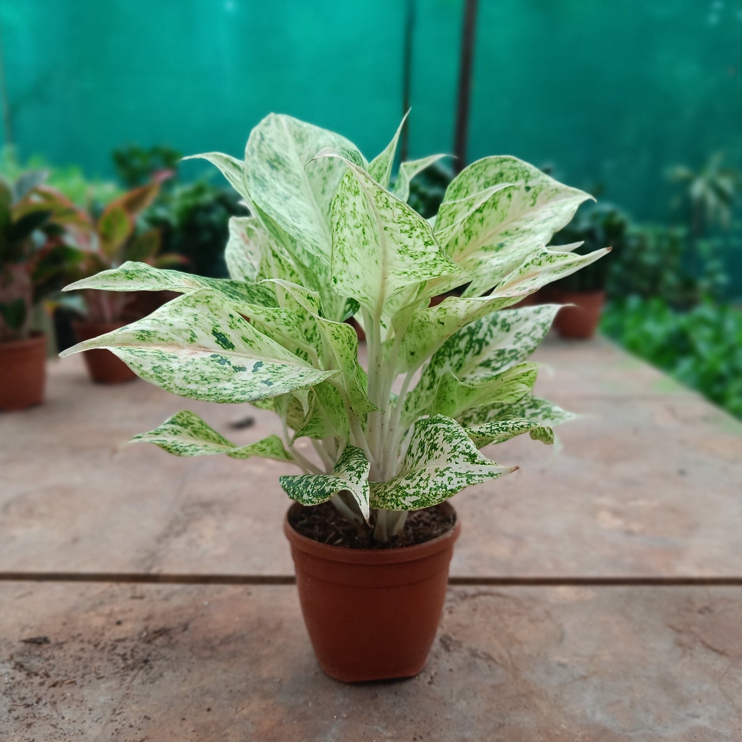 Aglaonema Green Beauty