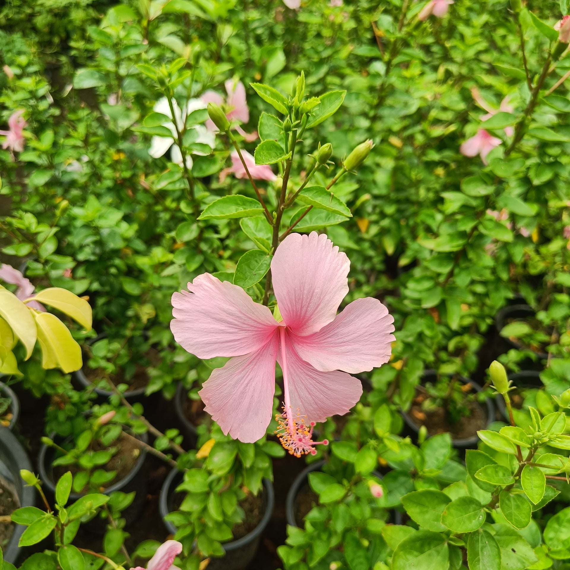Hibiscus (Desi)