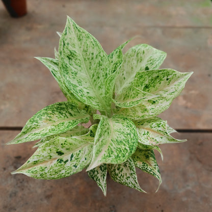 Aglaonema Green Beauty