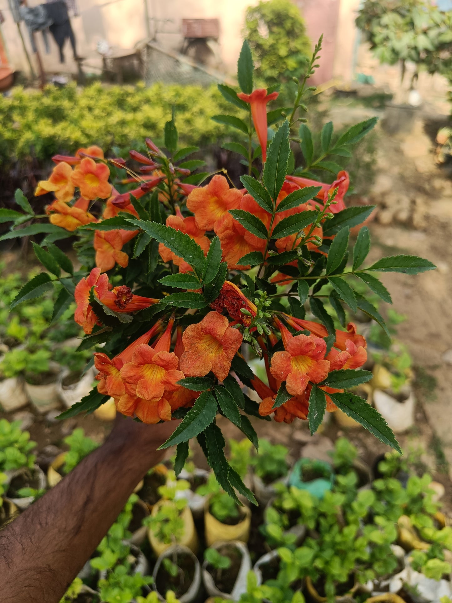 Tecoma orange (Only for Delhi NCR)