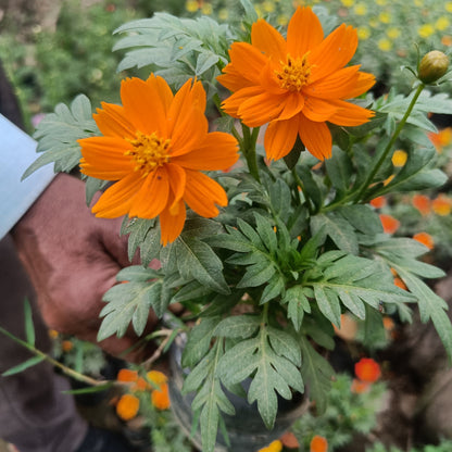 Cosmos- Set of 2 (Only for Delhi NCR)