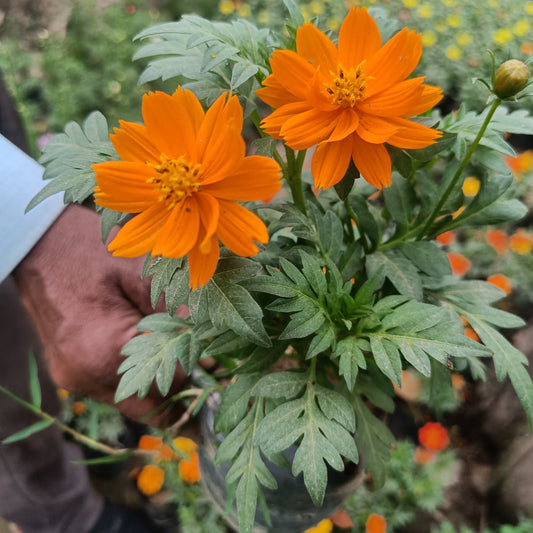 Cosmos- Set of 2 (Only for Delhi NCR)