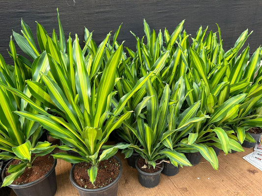 Dracaena Giganta- Delhi NCR only