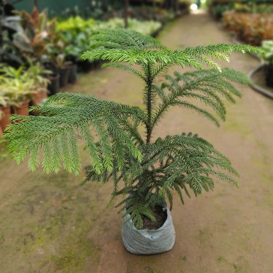 Araucaria in polybeg