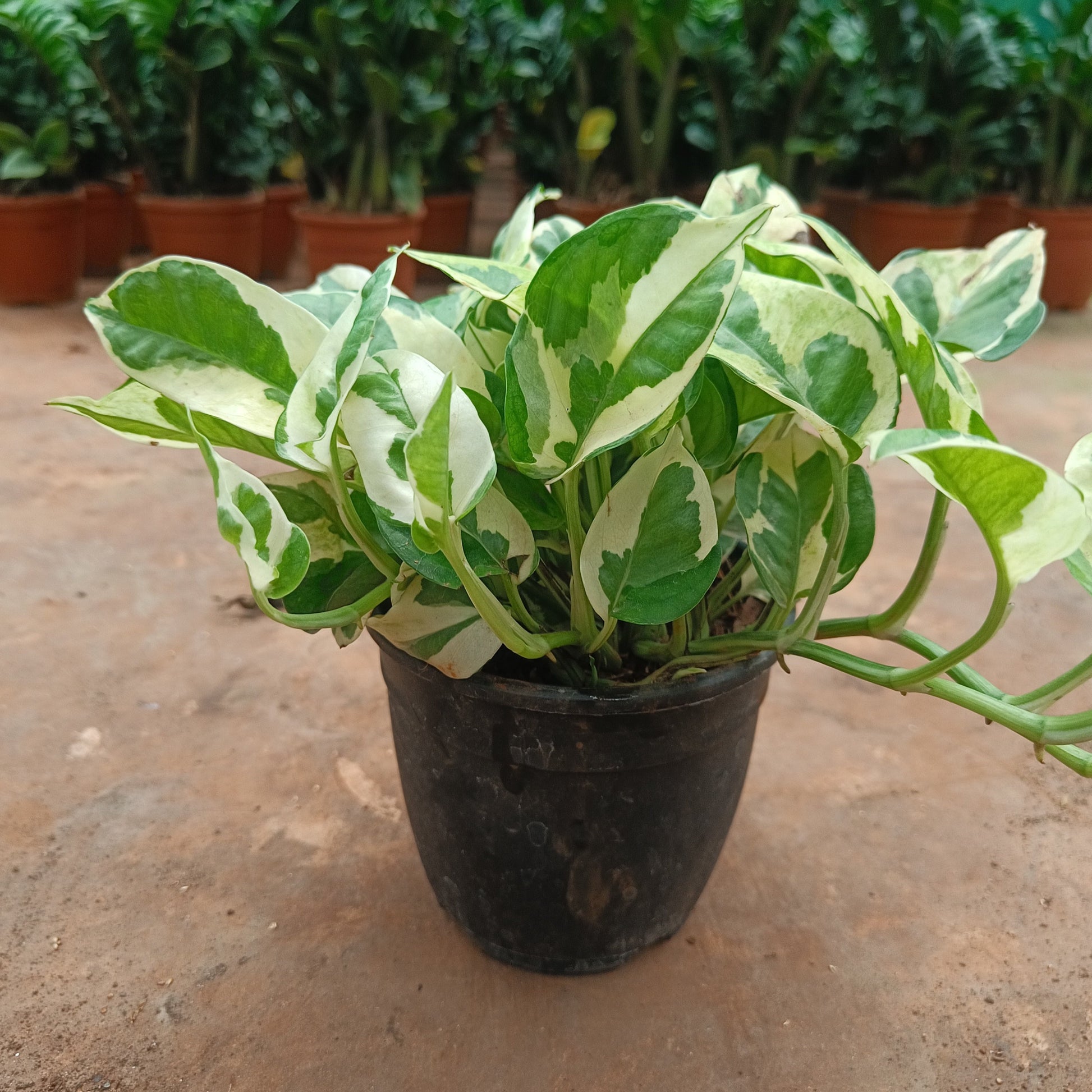 MoneyPlant- Variegated