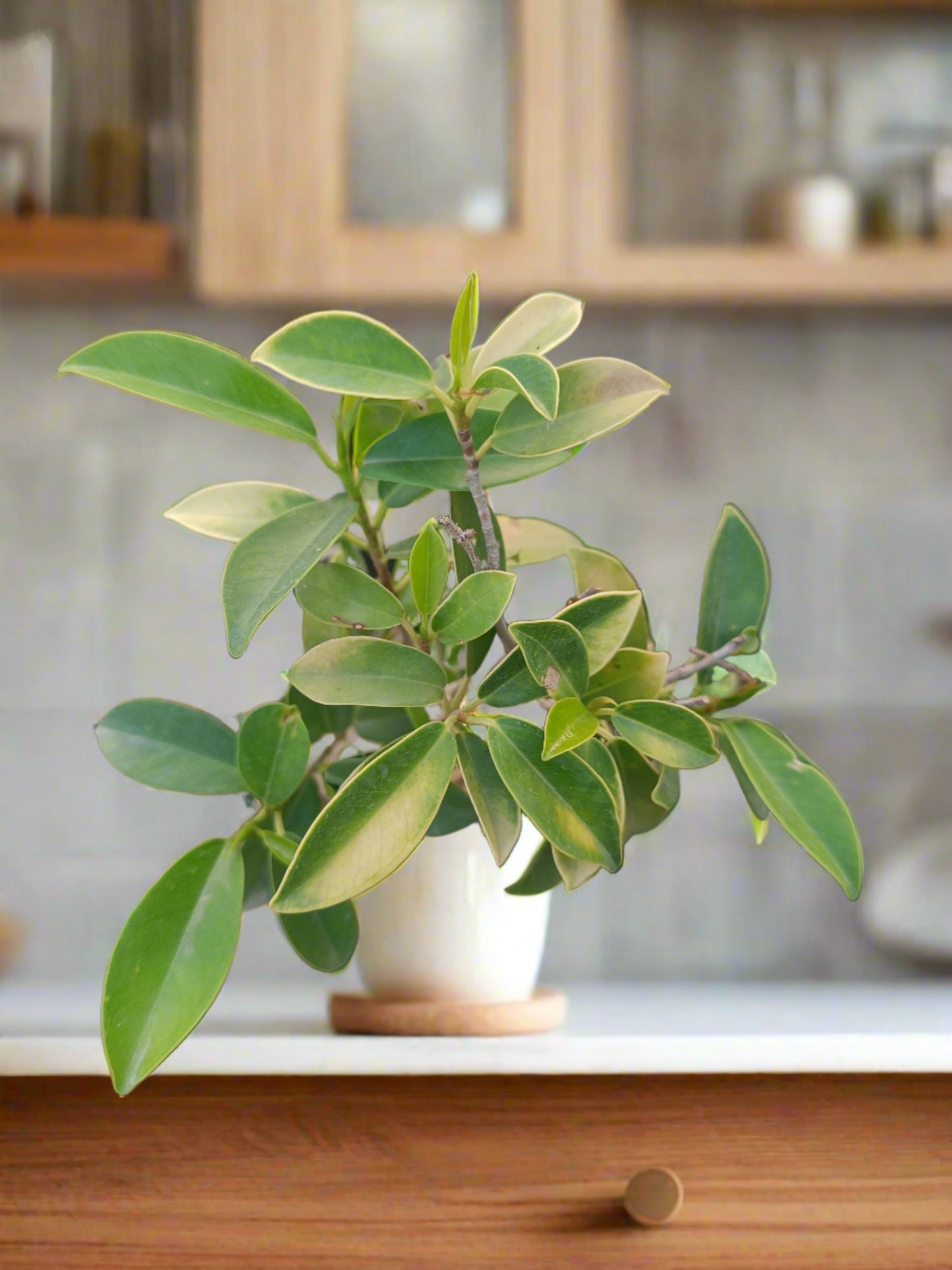 Ficus Panda
