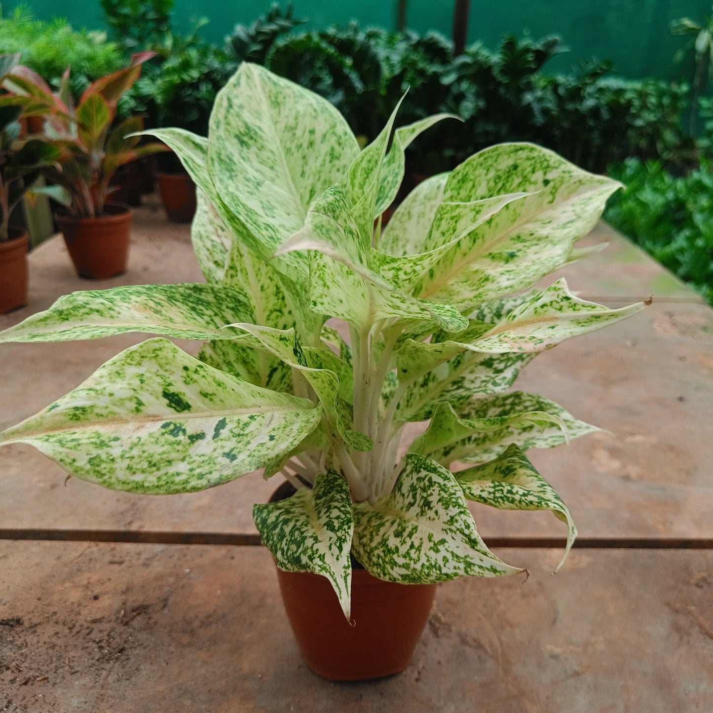 Aglaonema Green Beauty